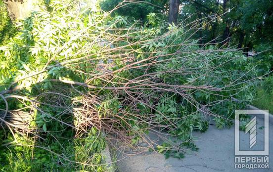 Спасатели освободили проезжую часть от поваленного дерева на территории одной из больниц Кривого Рога