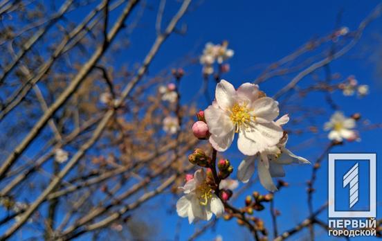 Весна посеред зими: в одному з парків Кривого Рогу розквітли сакури