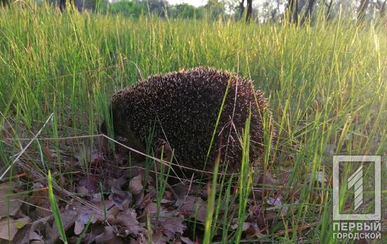 Наразі в Україні приблизно 900 заповідних територій перебувають у небезпеці через дії російських окупантів, ‒ Міндовкілля