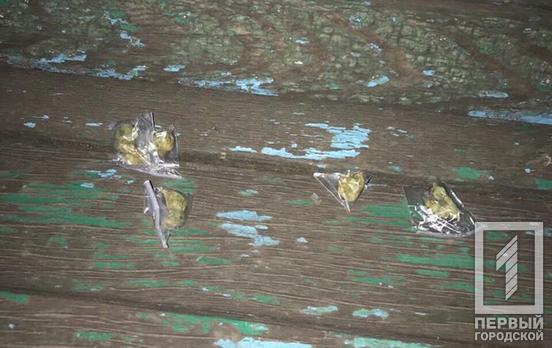 В трёх районах Кривого Рога патрульные задержали горожан с наркотиками