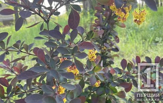 Зелений вандалізм: на Інгульці викопали рослину з клумби