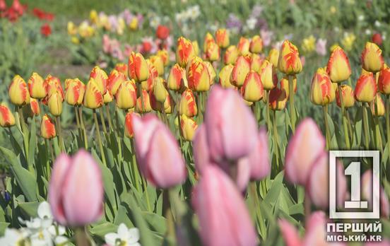 Тюльпановий рай на Даманському: у Ботанічному саду розквітли сотні весняних квітів