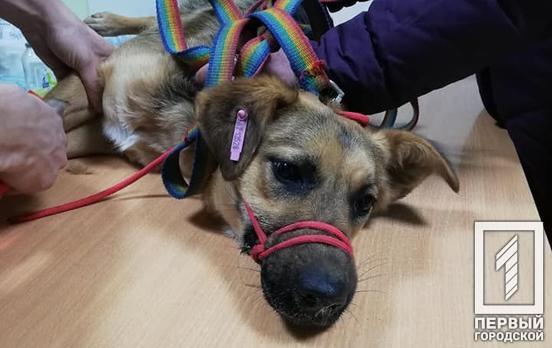 В Кривом Роге возле недавно купленных и установленных горожанами будок потравили собак