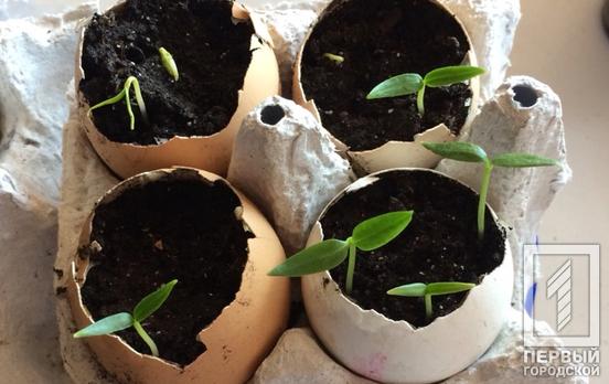 Не изменяя традиции, в Кривом Роге высадили «Городской огород», но без участия детей