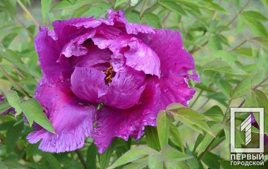 В Кривом Роге возобновил работу ботанический сад