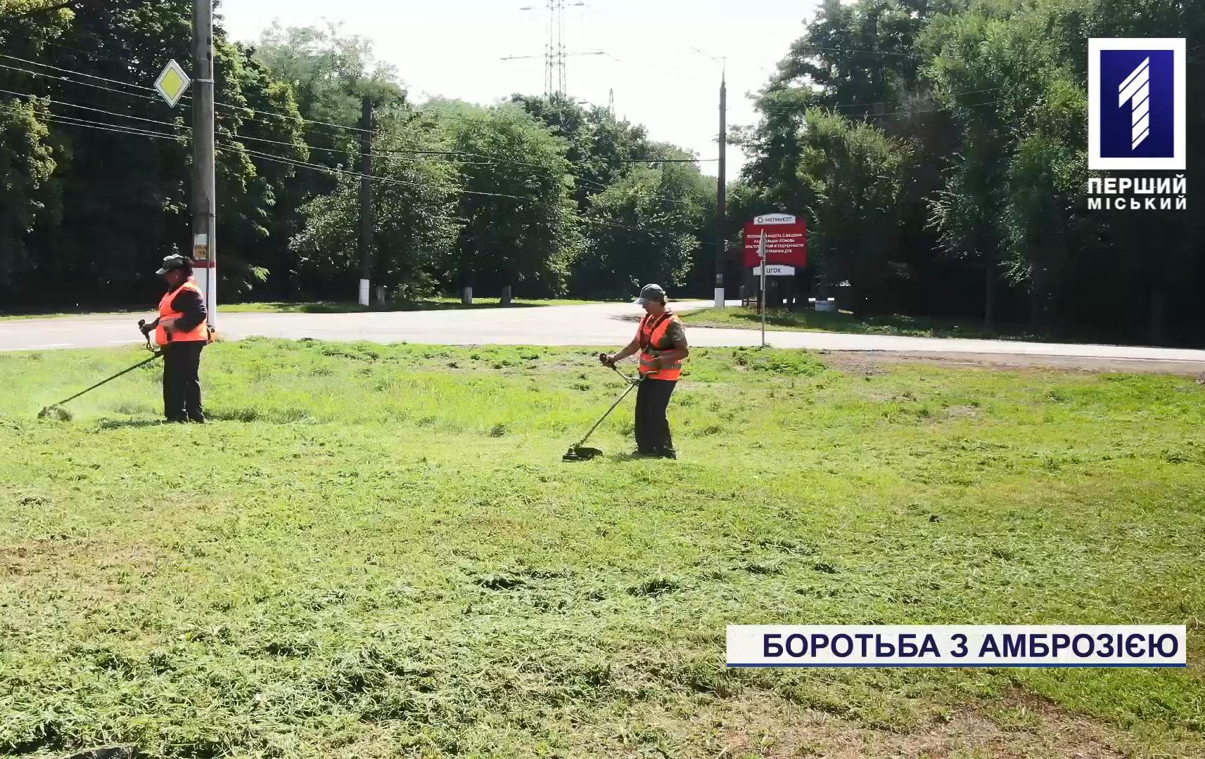 Боротьба з амброзією