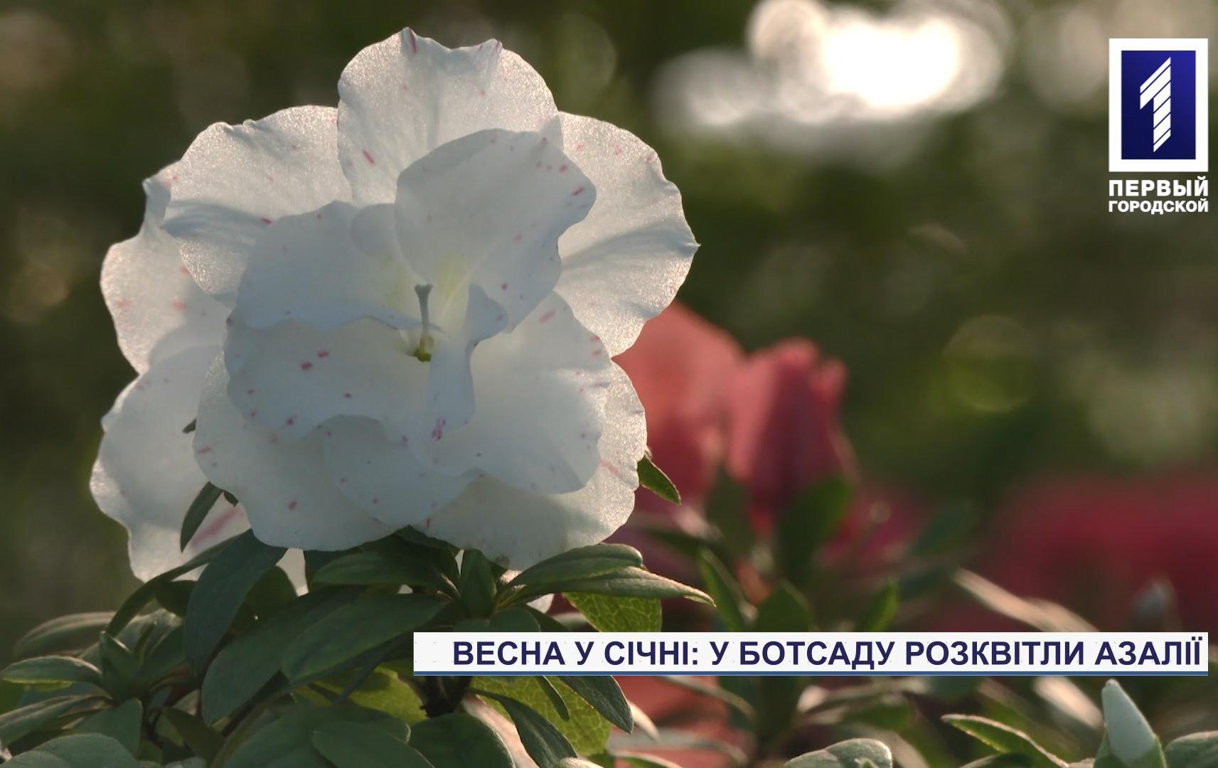 Сезон цвітіння азалій у ботанічному саду Кривого Рогу розпочався