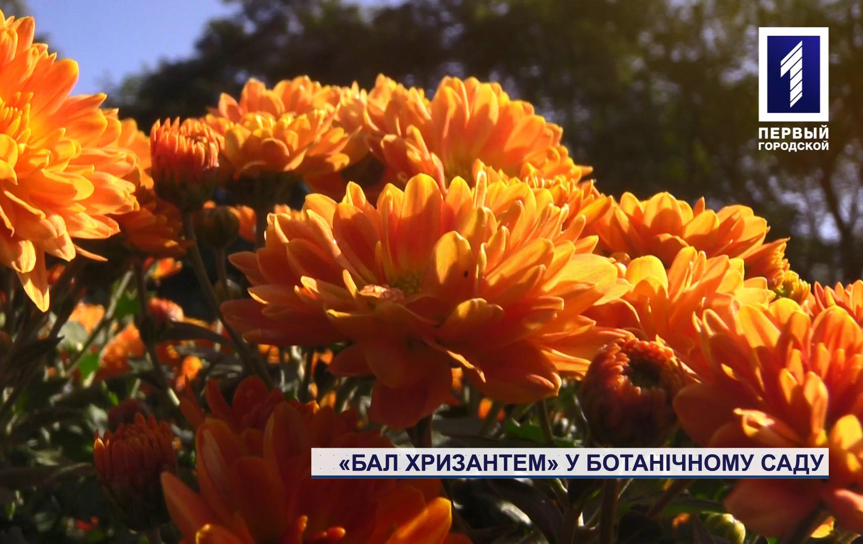У ботсаду Кривого Рогу зацвіли хризантеми
