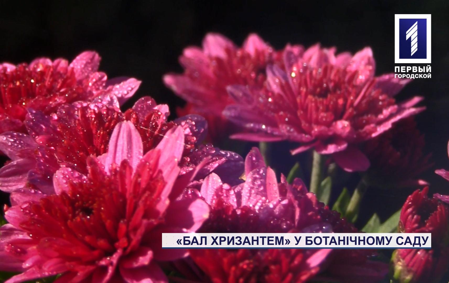 У ботсаду Кривого Рогу заквітли хризантеми