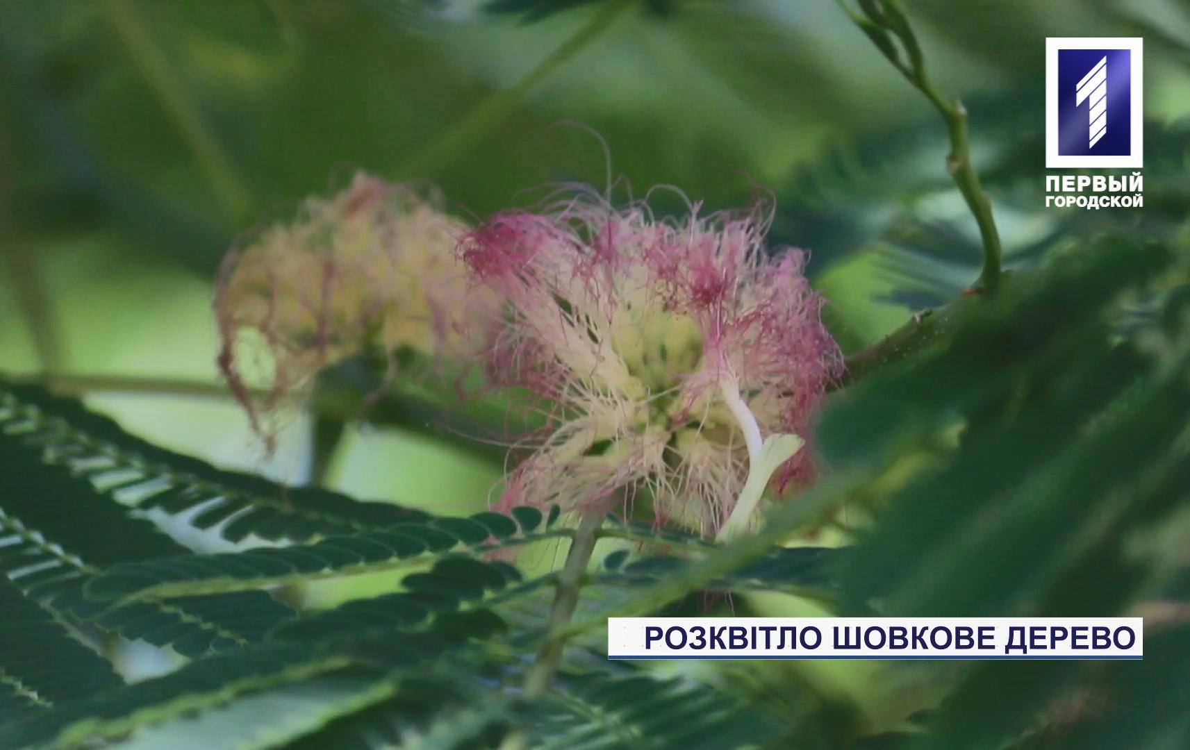 Шовкове дерево розквітло у Кривому Розі