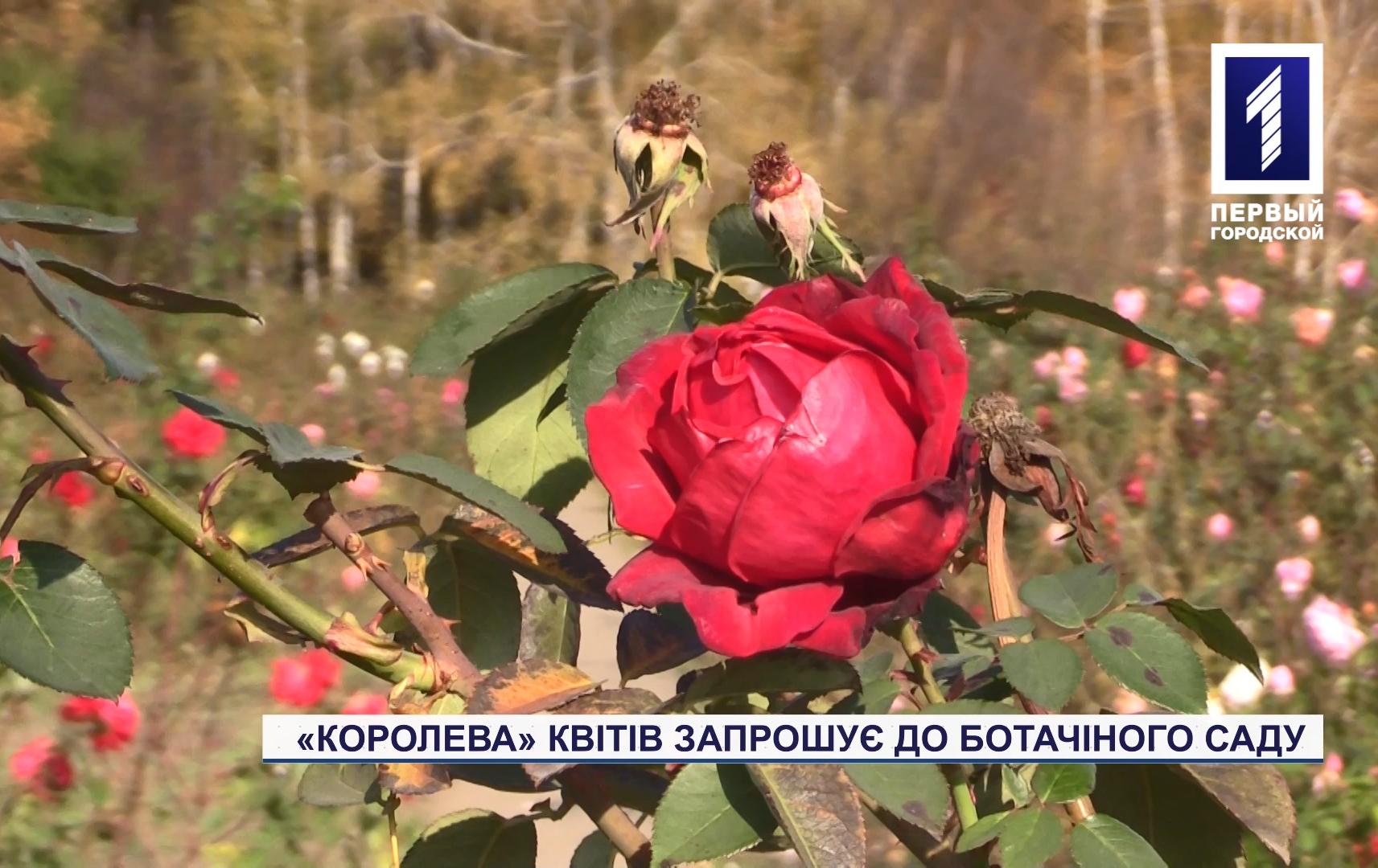 У ботанічному саду Кривого Рогу квітнуть троянди