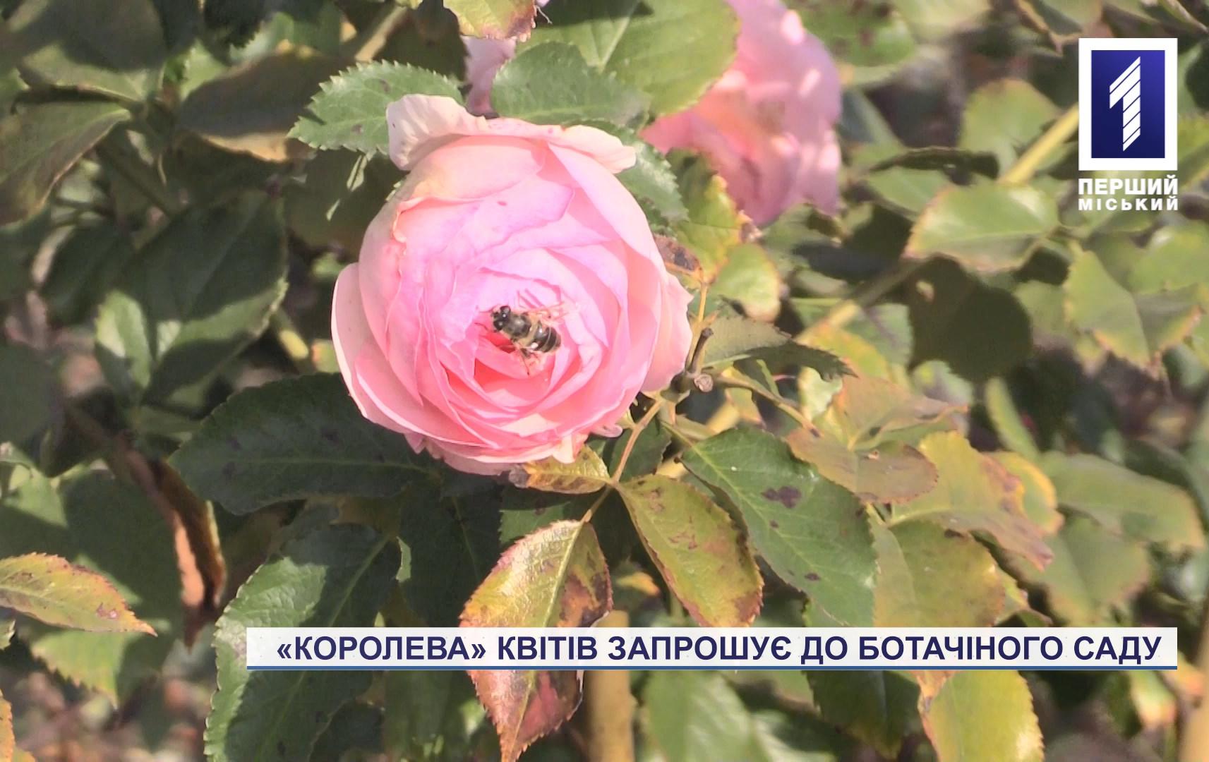 У бостаду Кривого Рогу квітнуть троянди