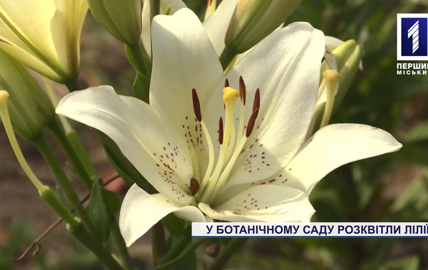 Цвітіння лілій у Криворізькому ботанічному саду