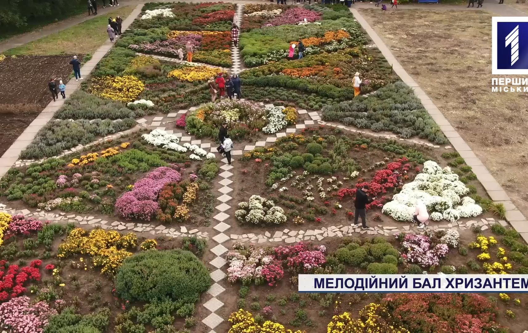 Бал хризантем у Криворізькому ботанічному саду