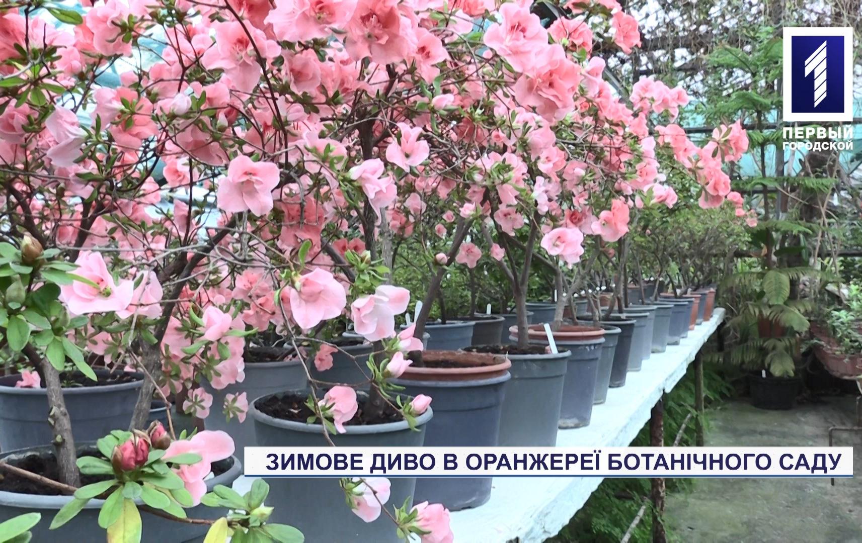 Оранжерея ботанічного саду в Кривому Розі розквітла яскравими барвами