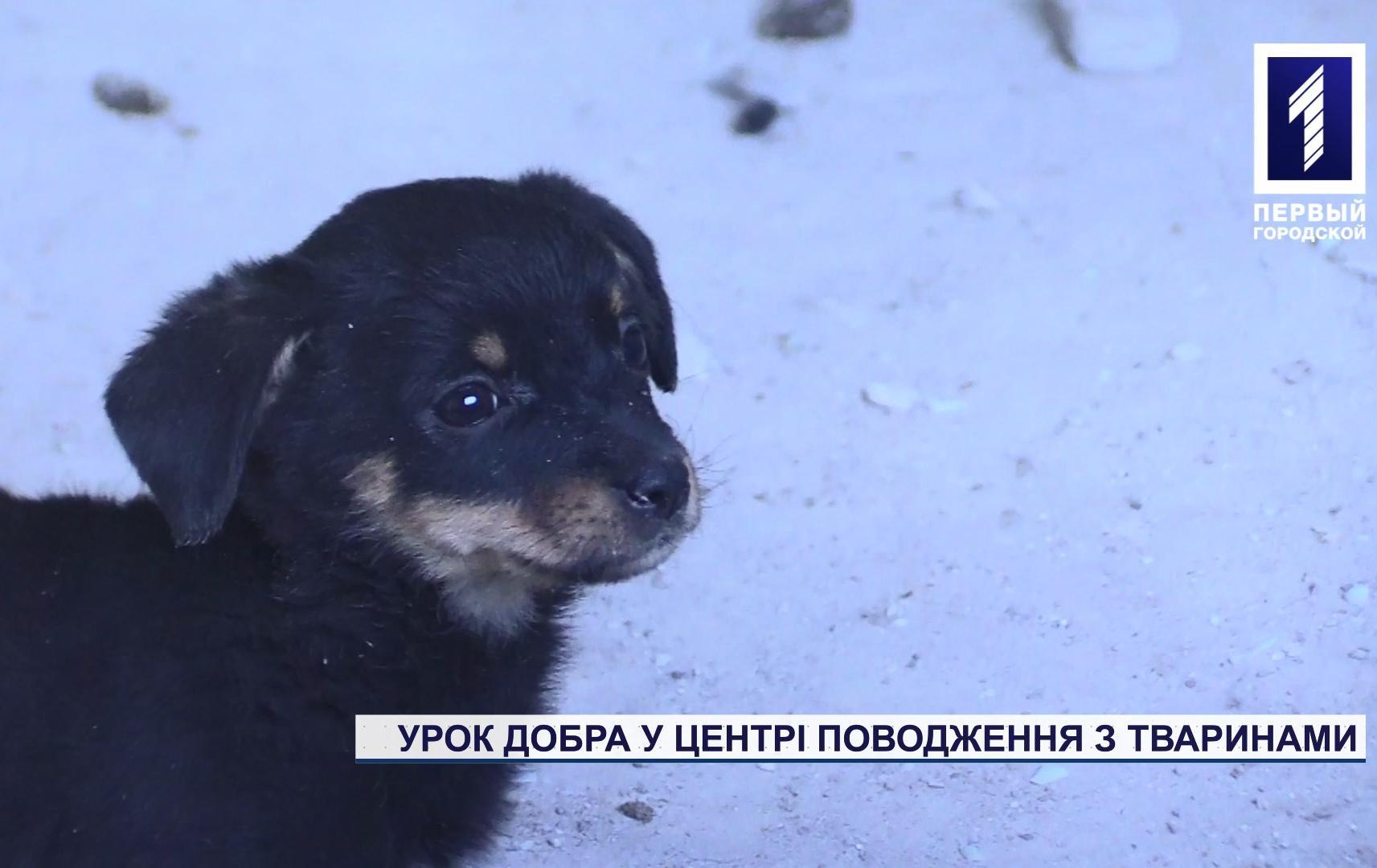 Урок добра у центрі поводження з тваринами