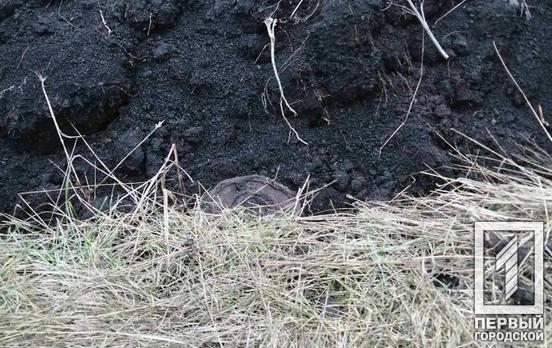 Недалеко от Кривого Рога мужчина нашёл немецкую мину