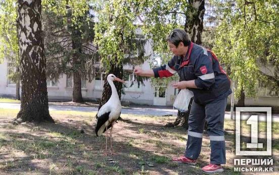 Жорик, предсказывающий победу Украины: на Ингулецком ГОКе теперь живет белый аист