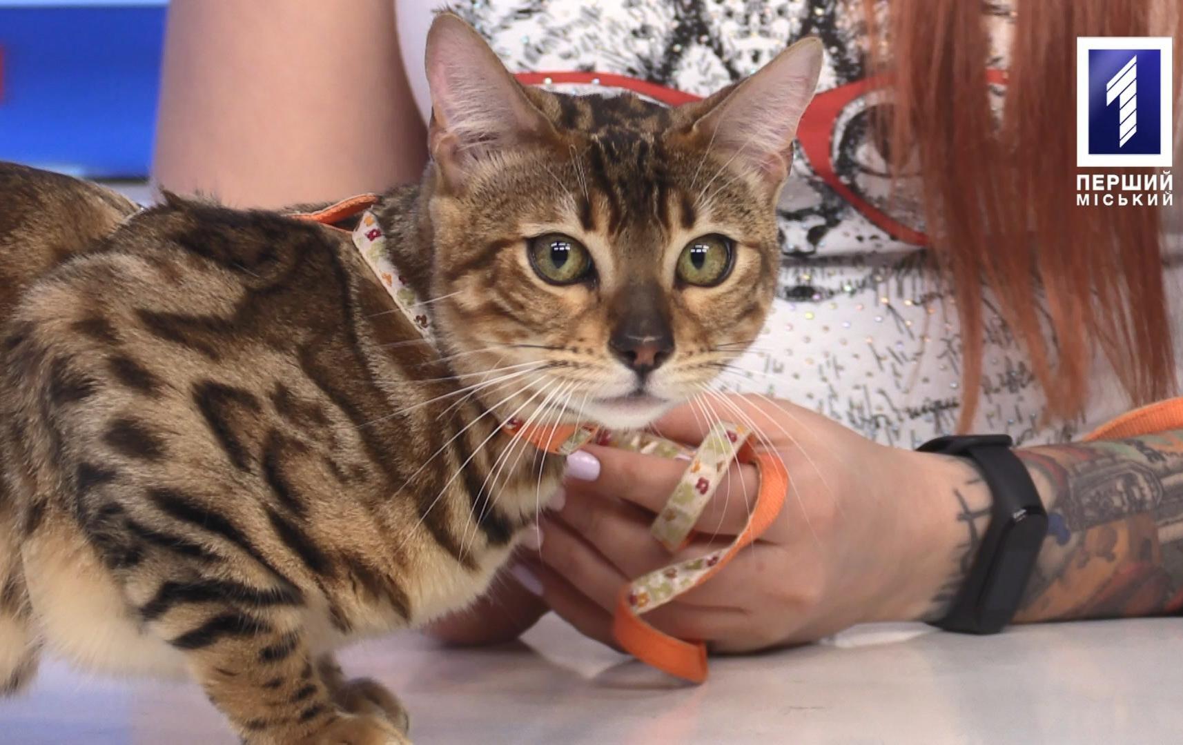 Інтерв'ю дня: виставка котів