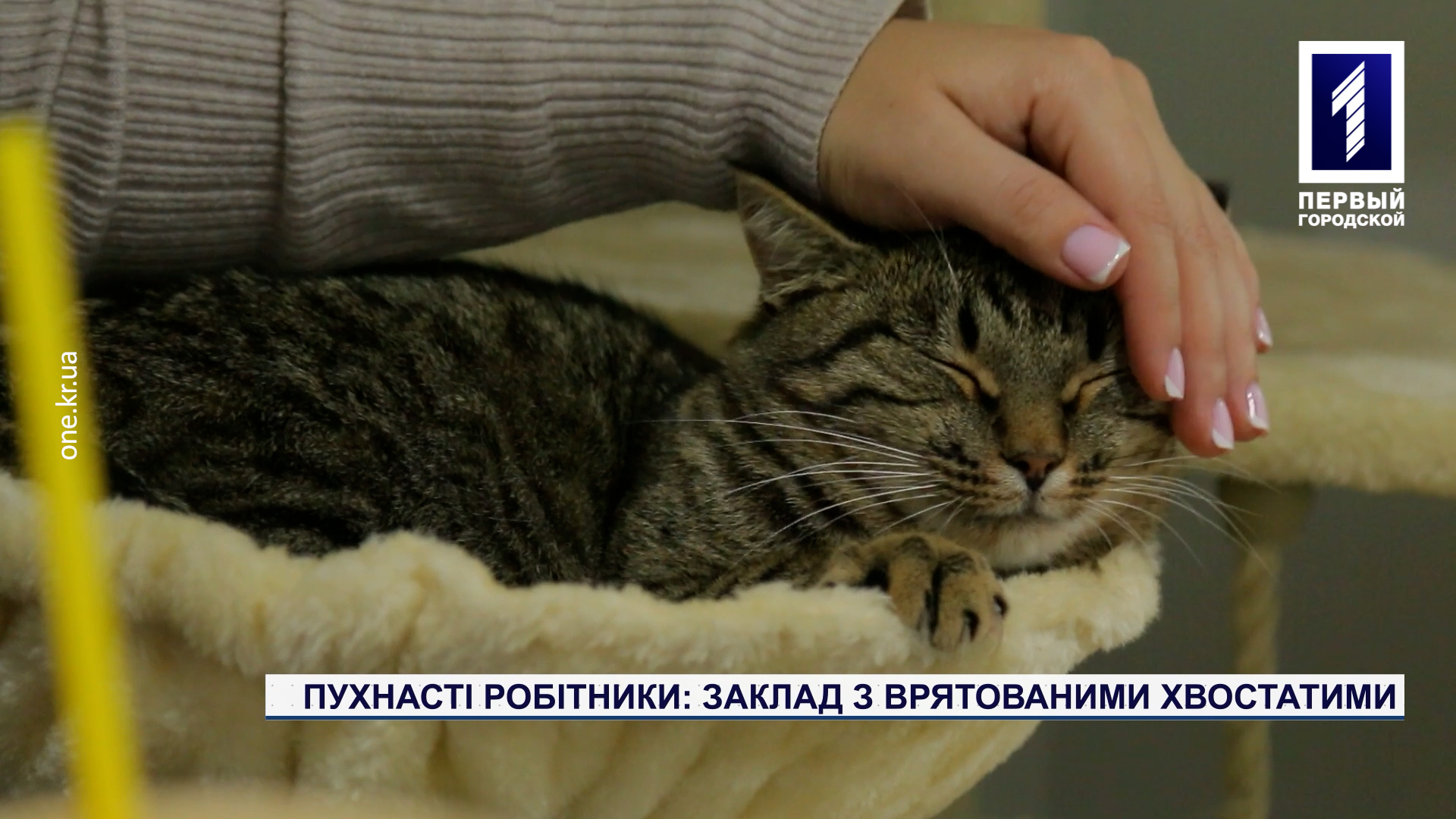 Пухнасті робітники: заклад з врятованими хвостатими