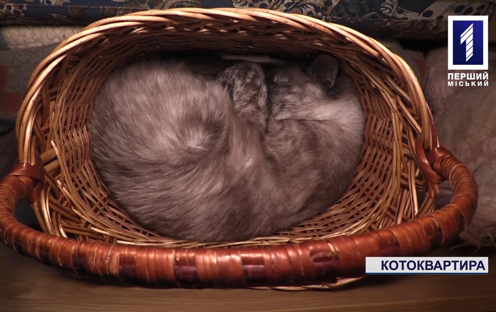 У Кривому Розі містянка шукає новий дім для котиків