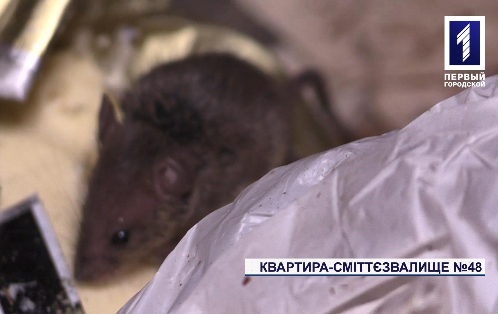 У Кривому Розі пенсіонерка перетворила квартиру у смітник з тарганами та пацюками