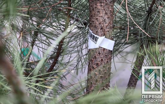 Где в Кривом Роге легально купить новогоднюю ёлку, – адреса