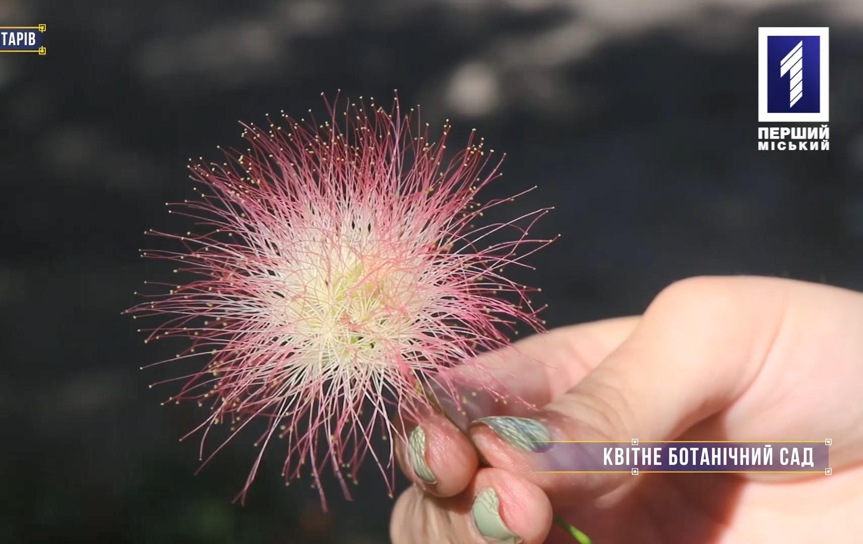 Без коментарів: квітне ботанічний сад