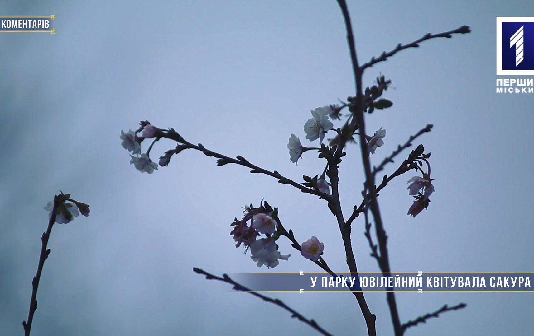 Без коментарів: у криворізькому парку розквітла сакура