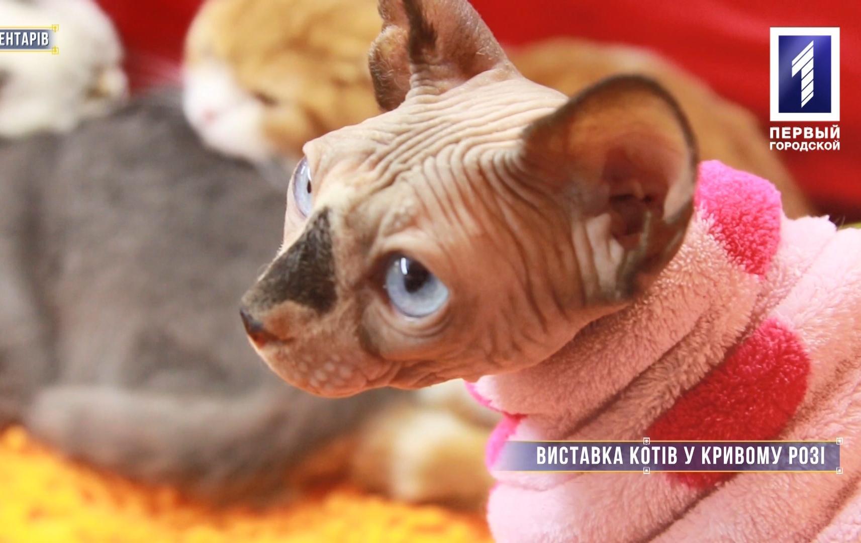 Без коментарів: виставка котів у Кривому Розі