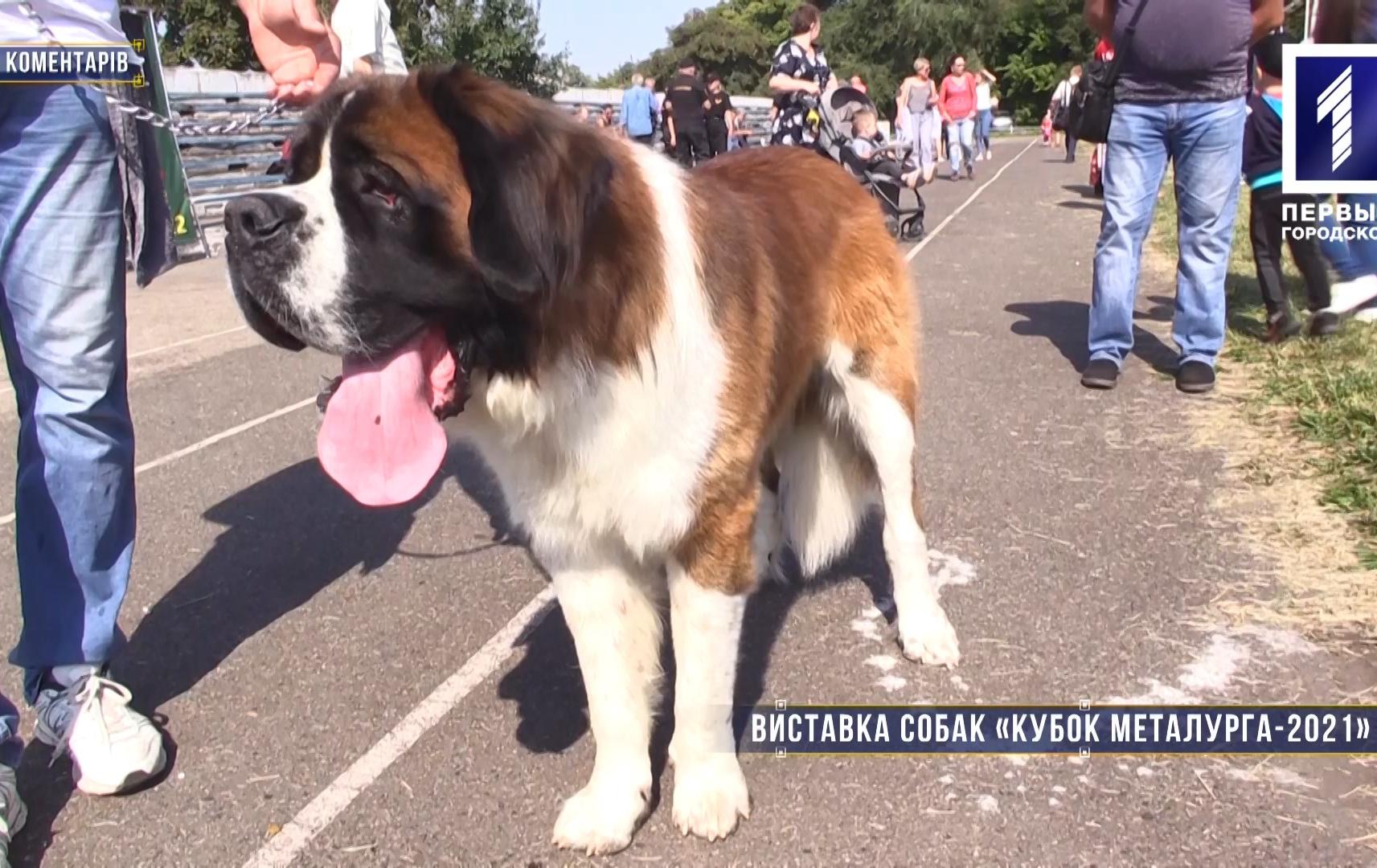 Без коментарів: виставка собак «Кубок Металурга-2021»