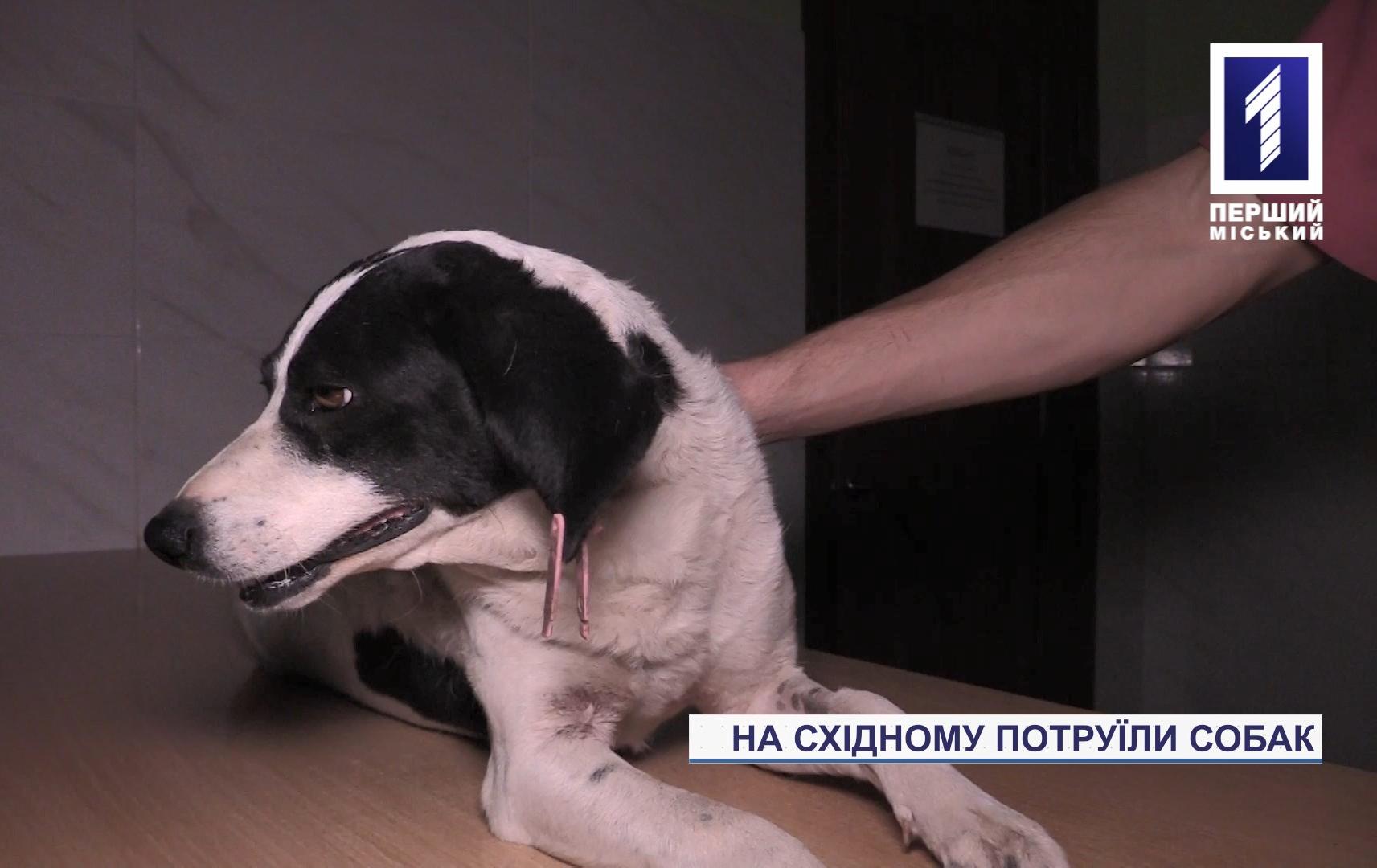 Новини Кривого Рогу: невідомі потруїли собак