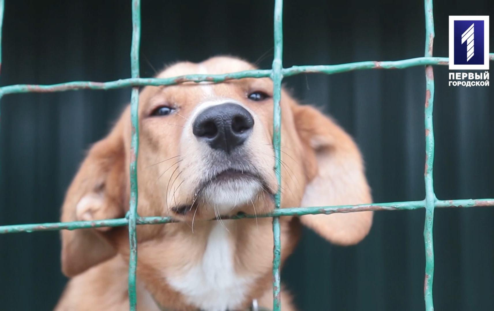 У Кривому Розі на до Центру поводження з тваринами забрали собак у літньої жінки