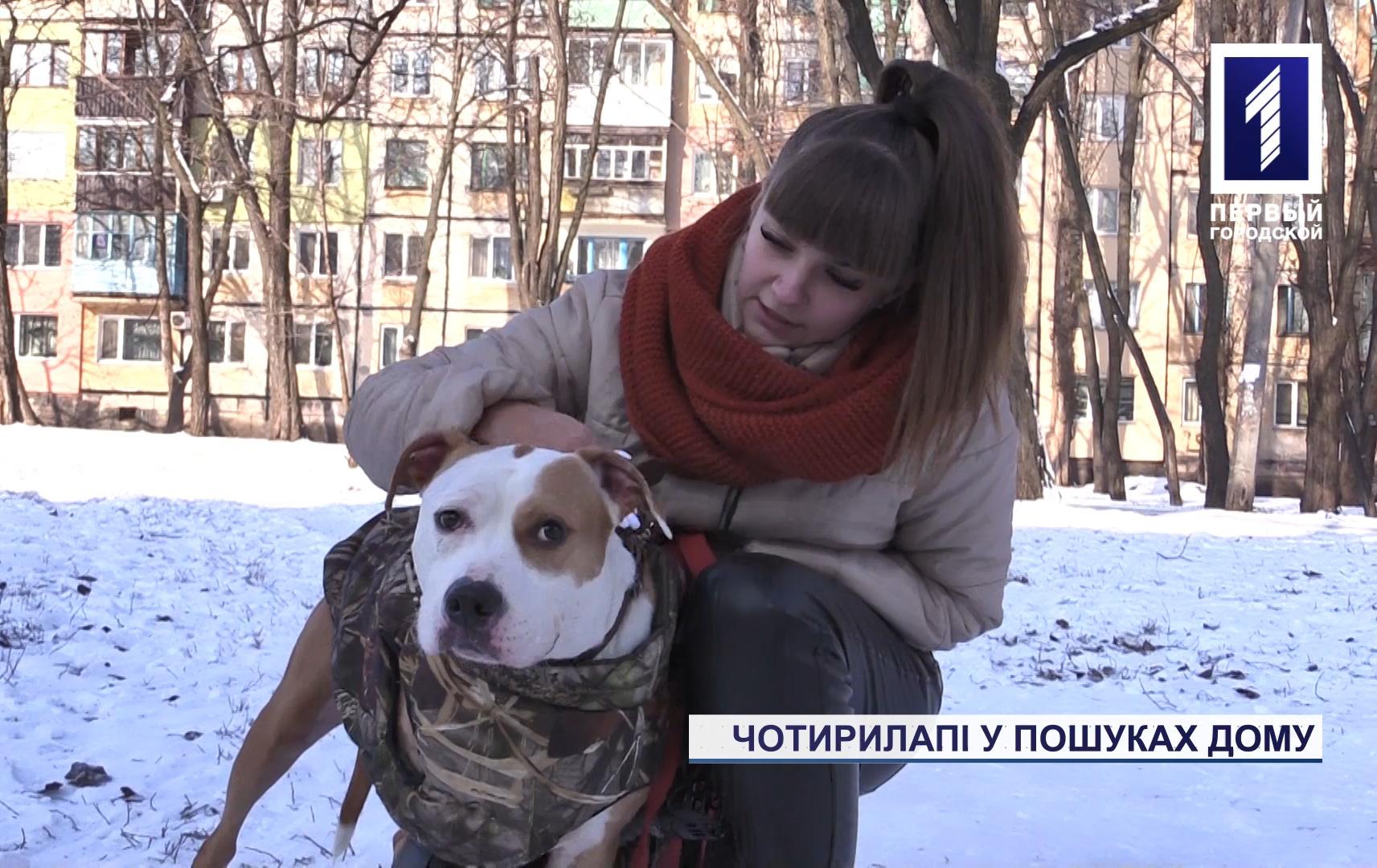 Волонтери Кривого Рогу рятують тварин та шукають їм нові домівки