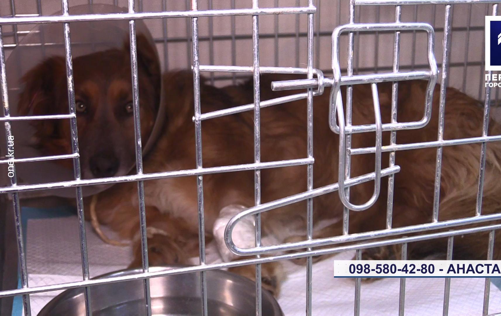 У Кривому Розі потруїли безпритульних собак