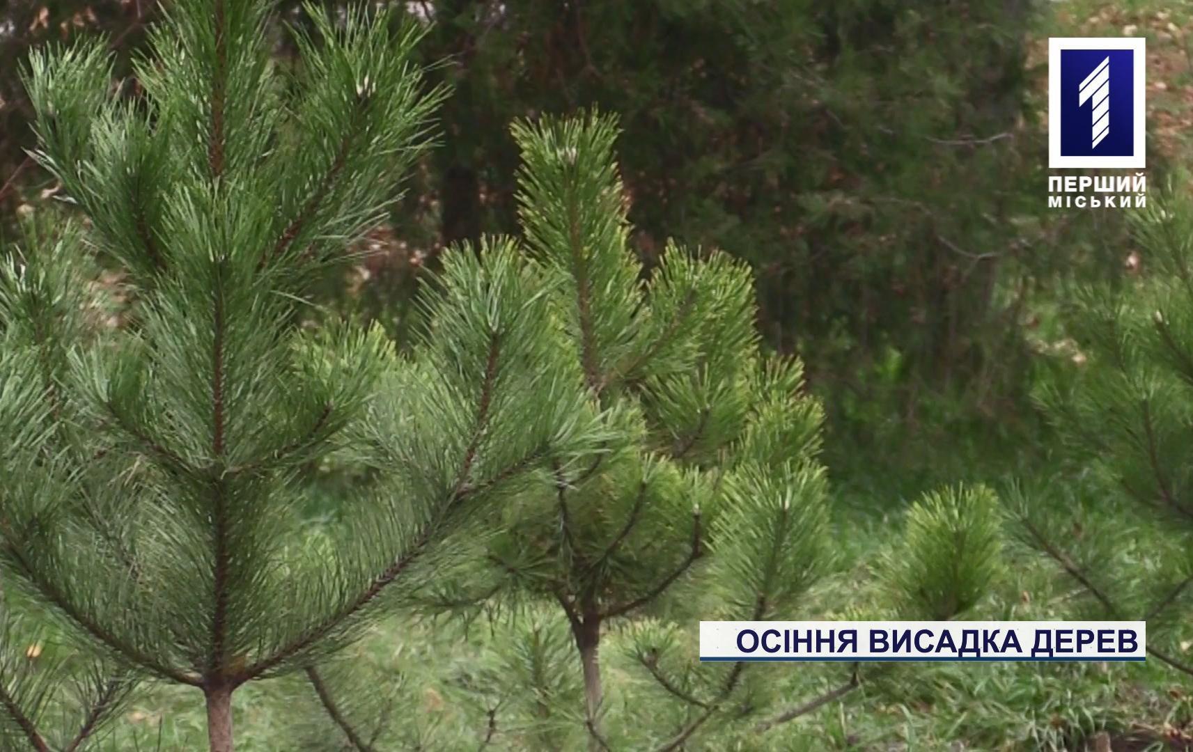 Осіння висадка дерев