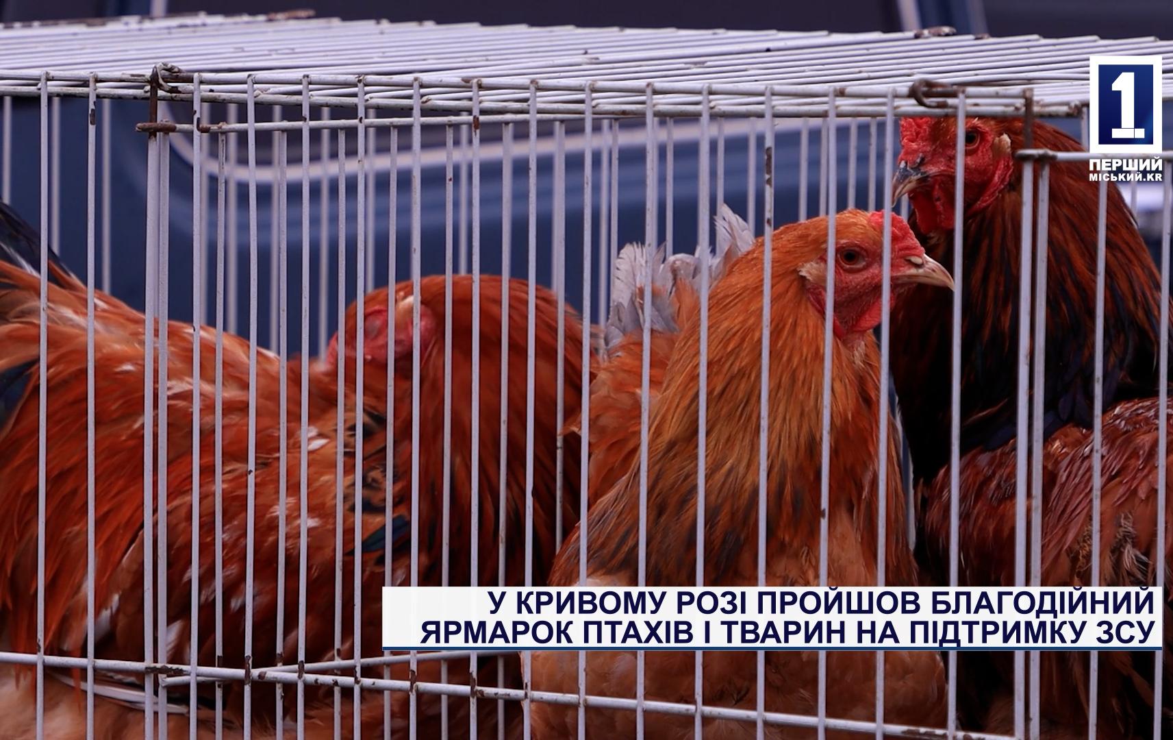 Брама, Коне-Корсо, Орпінгтон за донат на ЗСУ: у Кривому Розі провели традиційний благодійний ярмарок