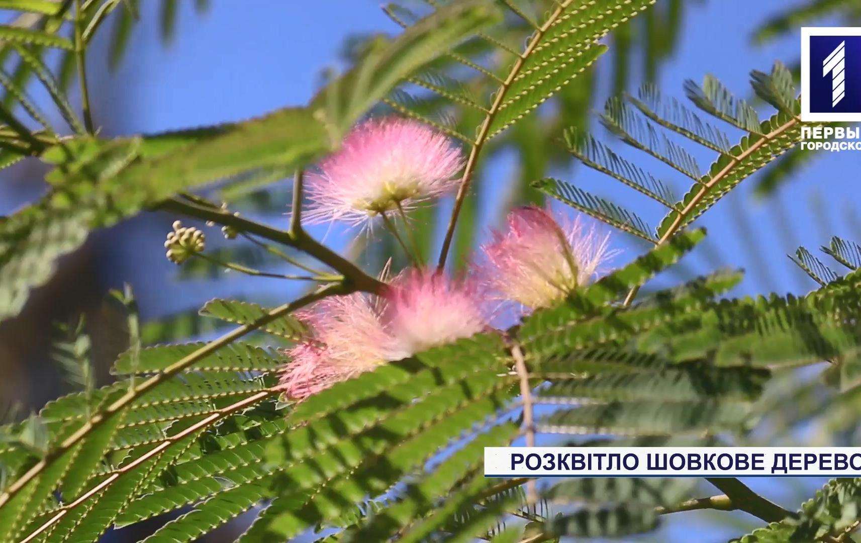 Вперше за 10 років у Кривому Розі розквітла шовкова акація
