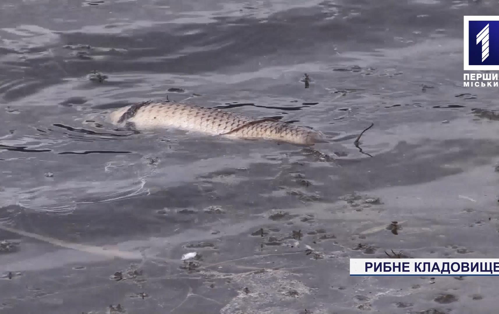Мор риби у ставку в Кривому Розі