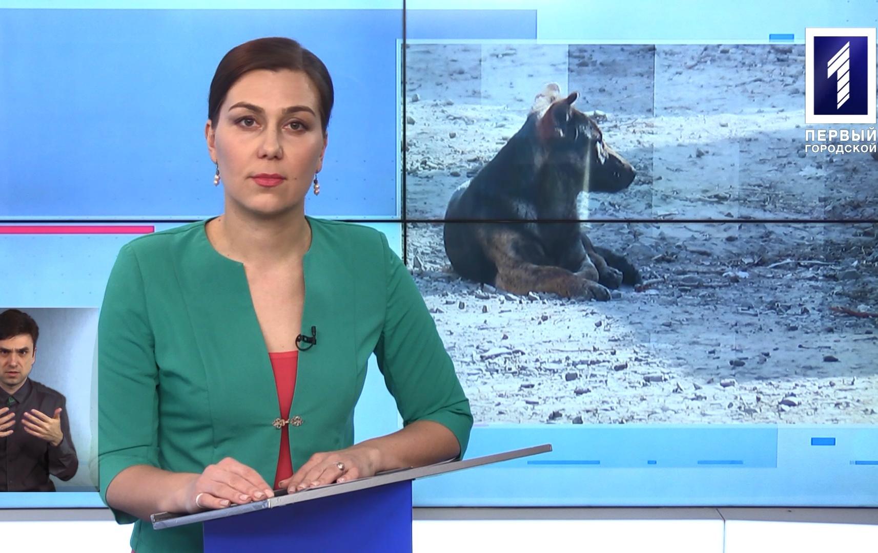 Новини Кривбасу 11 березня (сурдопереклад): карантин через коронавірус, потруїли собак, динаміада