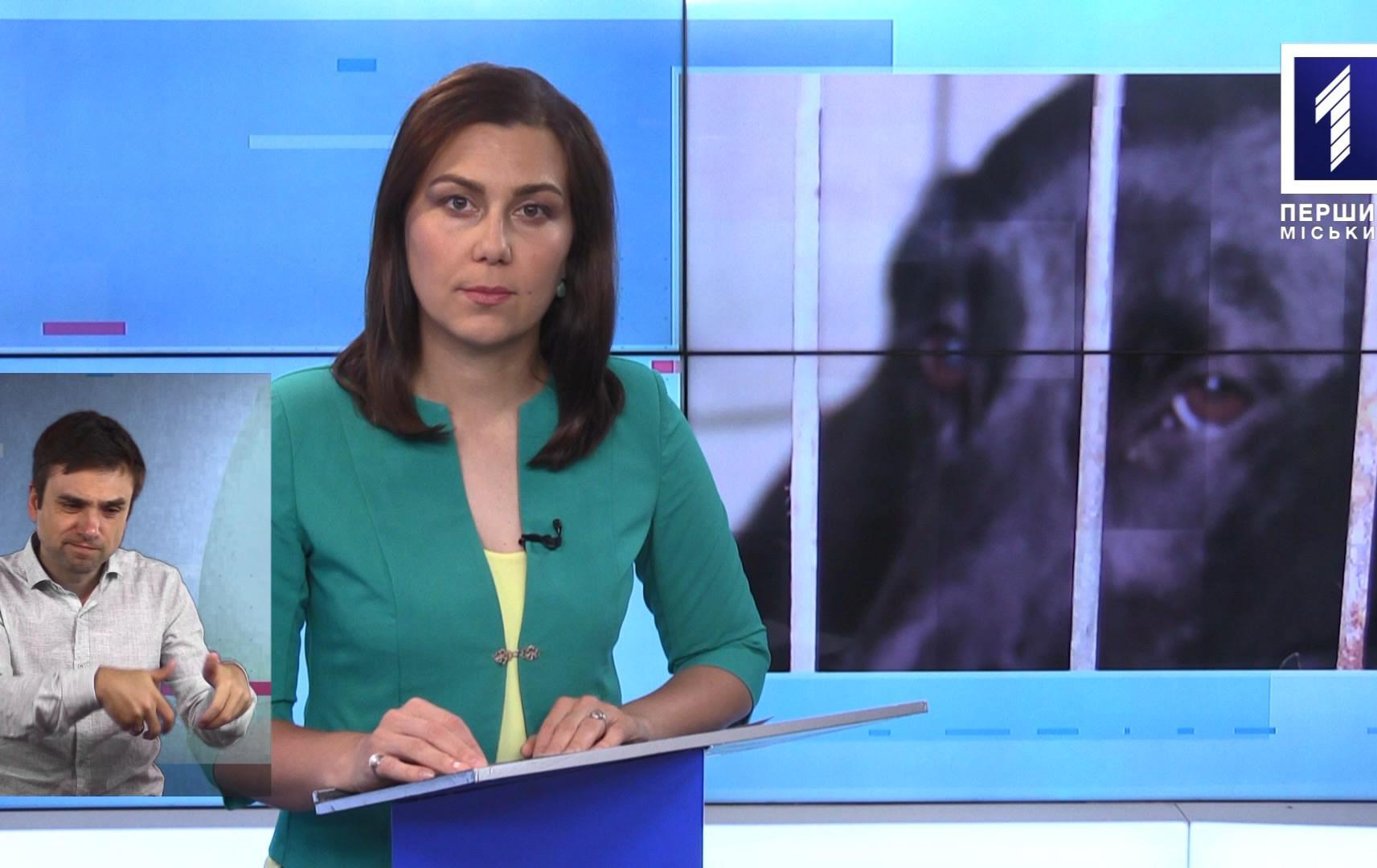 Новини Кривбасу 16 липня (сурдопереклад): покалічили безпритульне цуценя, нашестя щурів