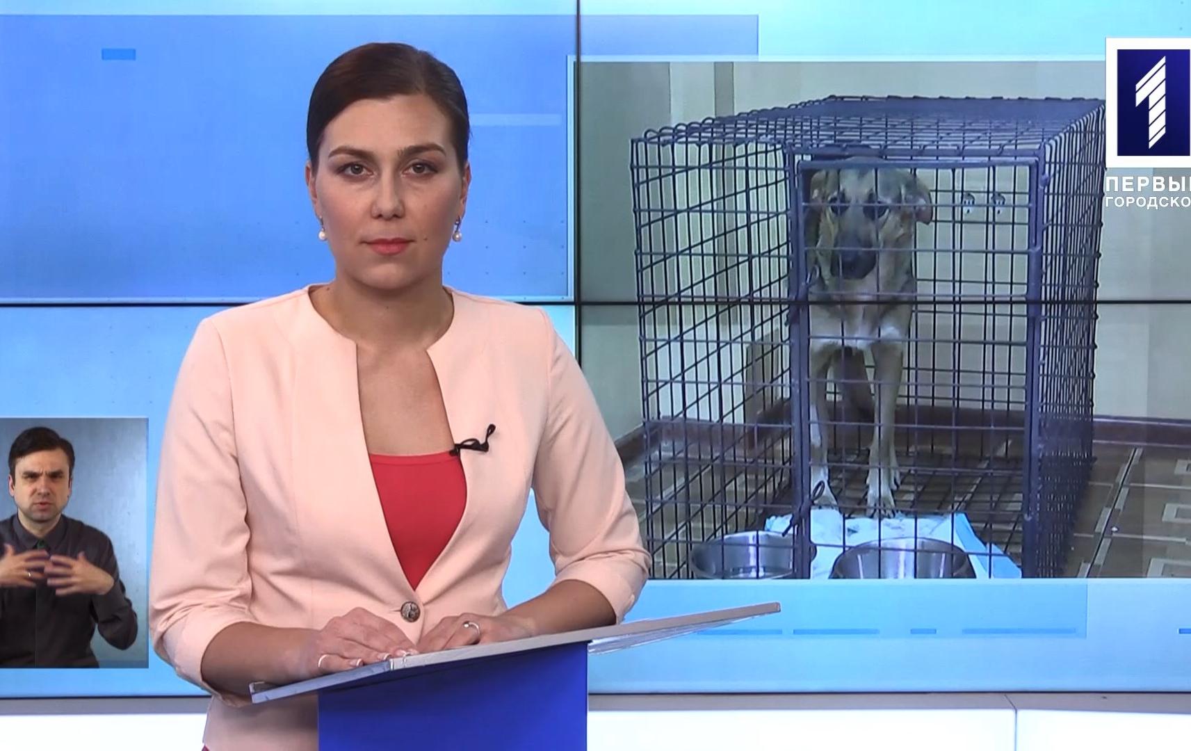 Новини Кривбасу 12 лютого (сурдопереклад): «Дія», догхантери, підпільний нафтопереробний завод