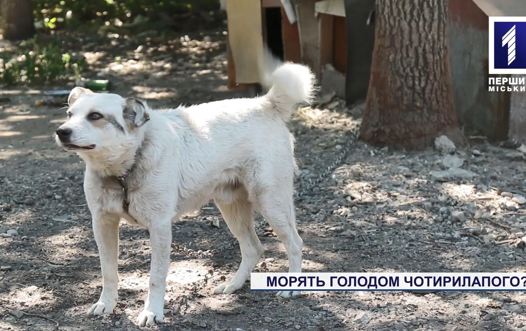 В кооперативі на Зарічному морять голодом собаку
