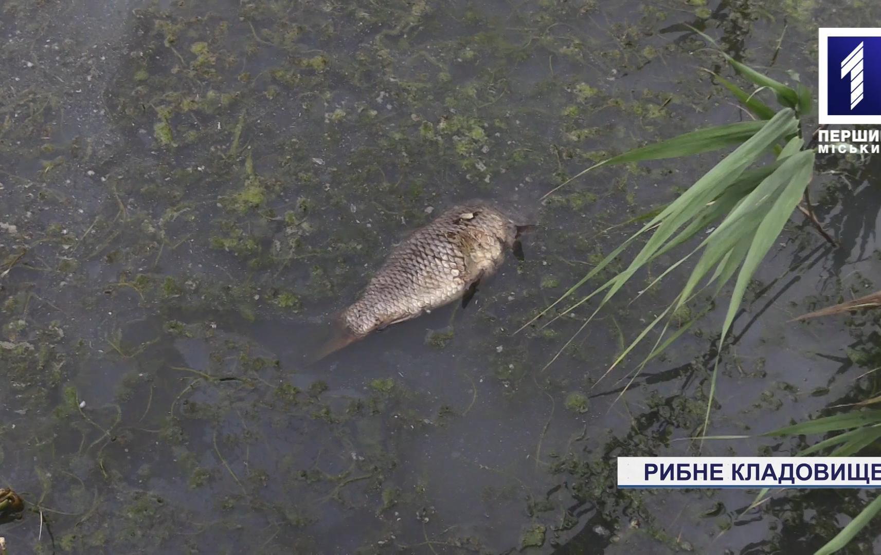 На ставку у селищі Ілліча в Кривому Розі – масовий мор риби