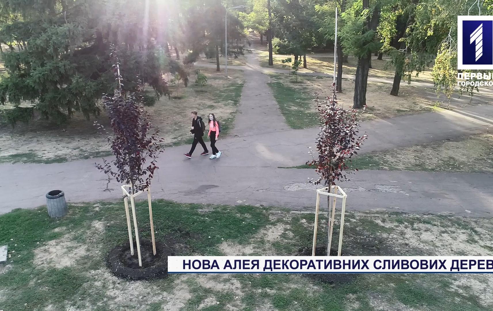 Сливова алея прикрасила парк у Кривому Розі