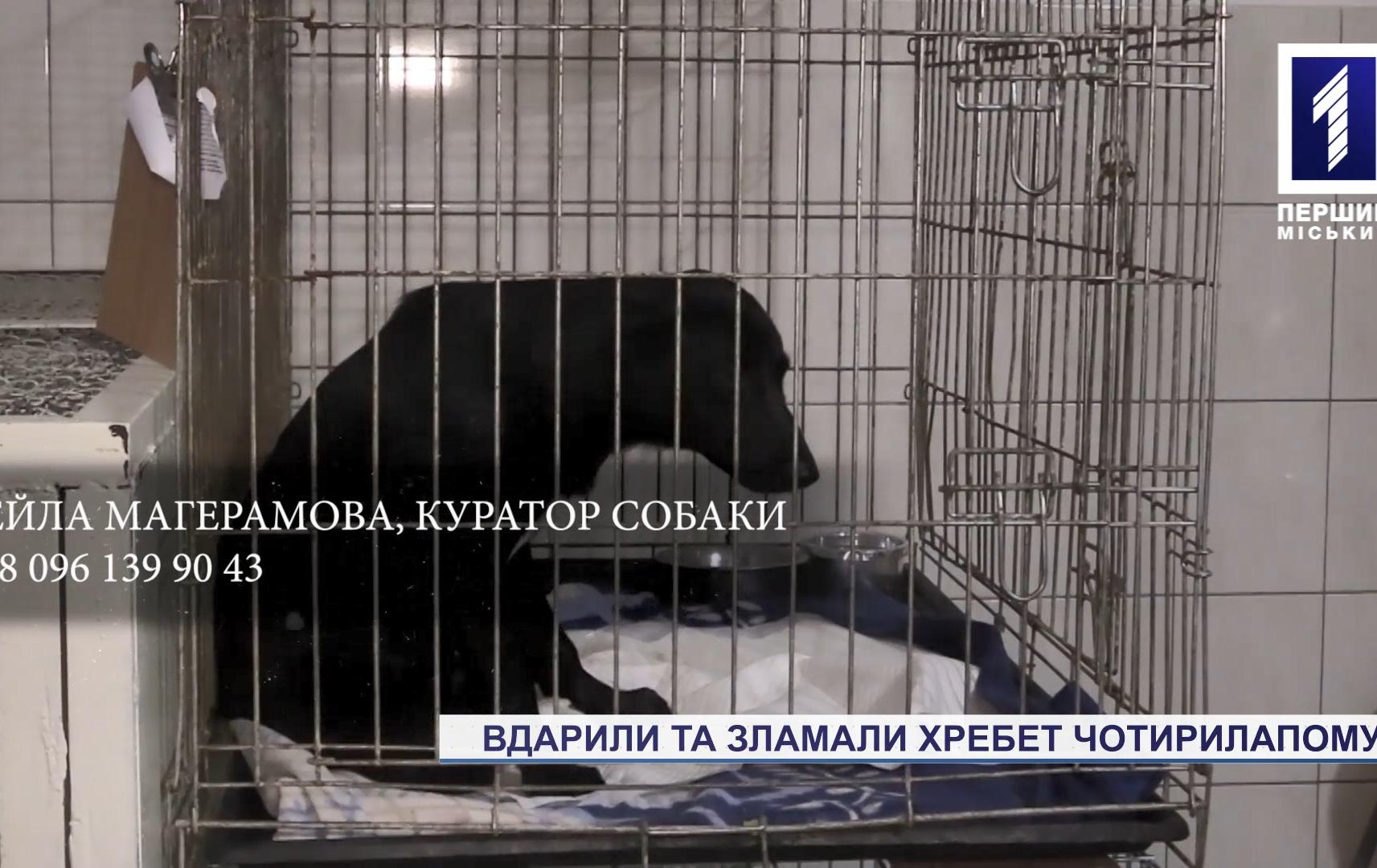 Новини Кривого Рогу: невідомі скалічили цуценя