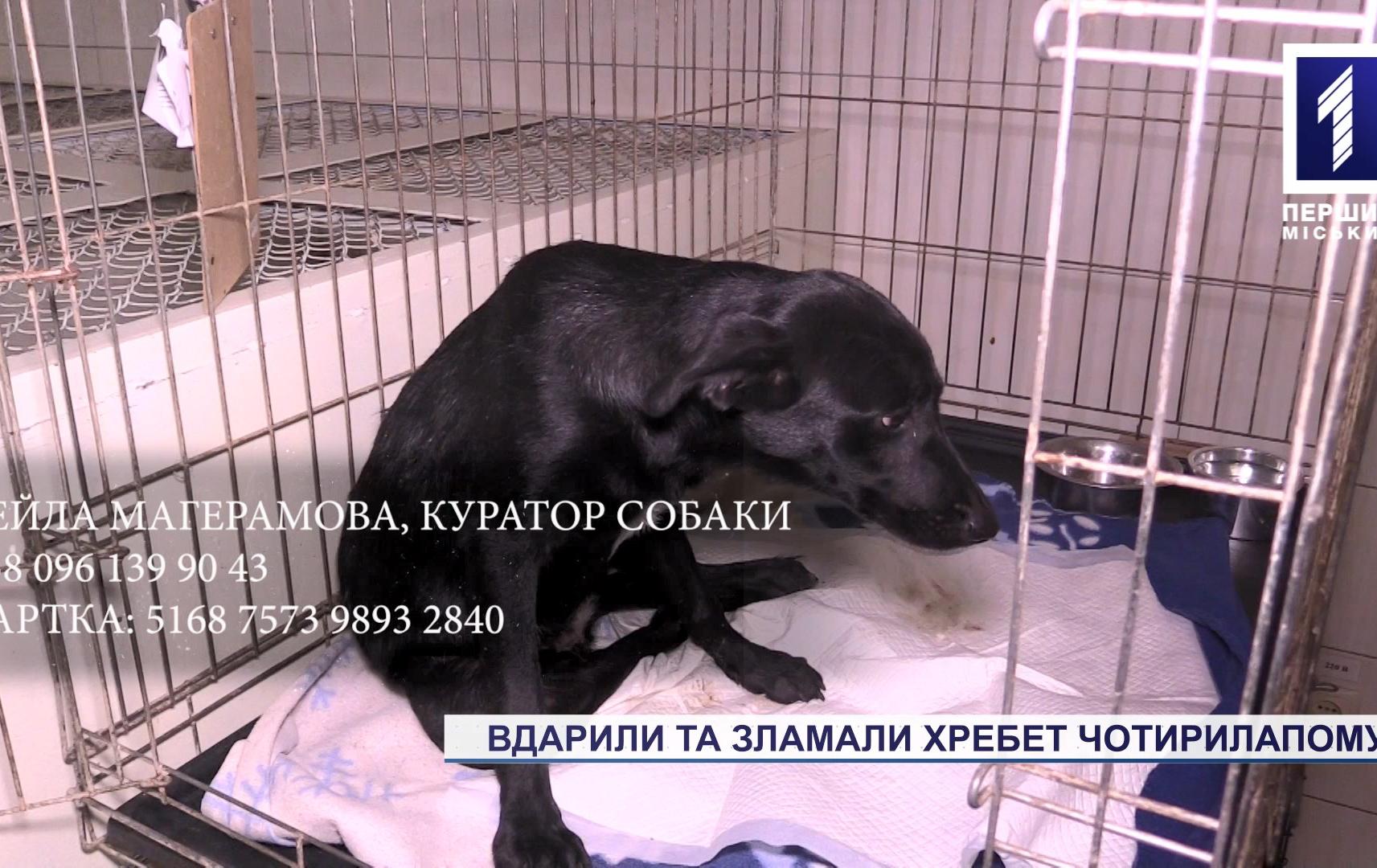 Новини Кривого Рогу: зламали хребет піврічному цуцику