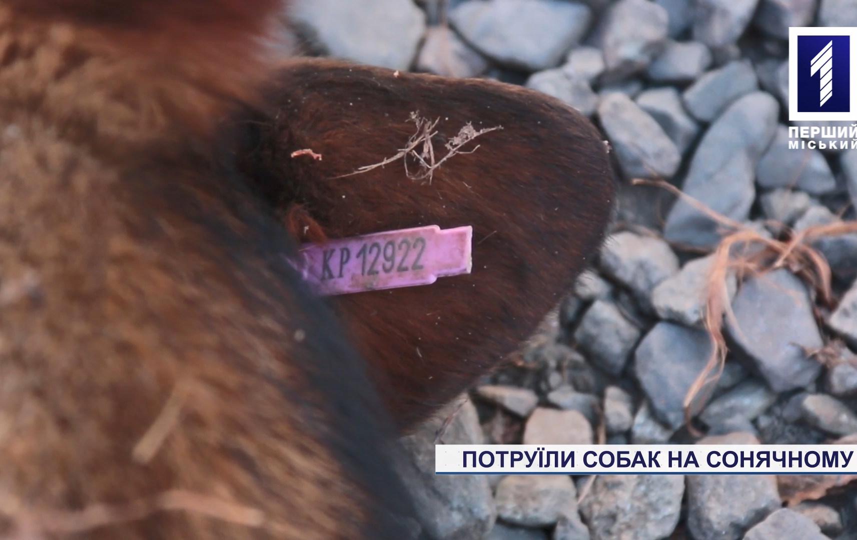 Новини Кривого Рогу: потруїли собак на Сонячному