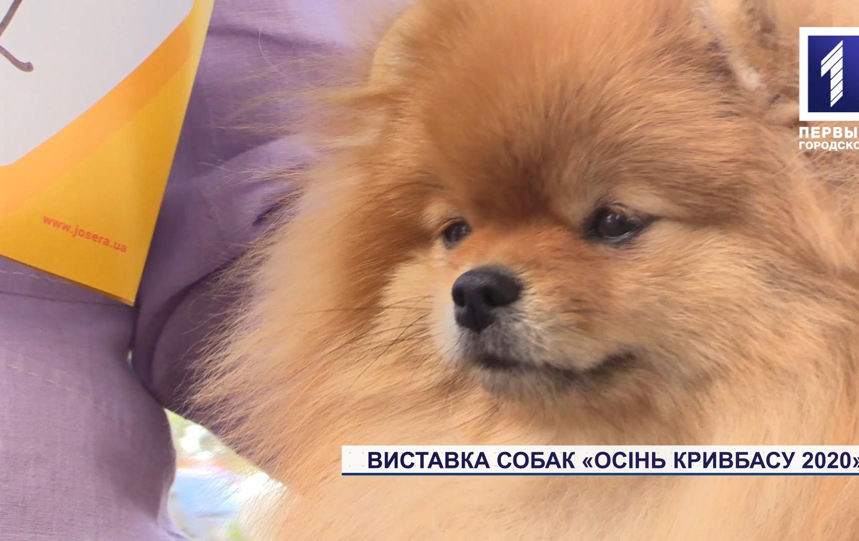 Виставка собак «Осінь Кривбасу 2020»