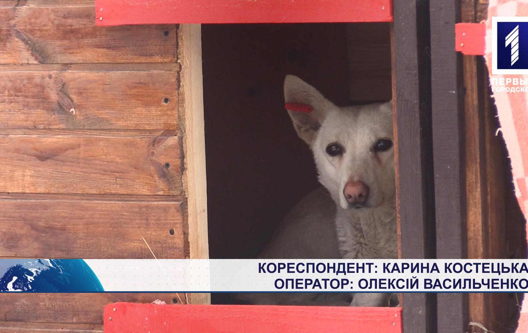 Догхантери потруїли собак на Східному